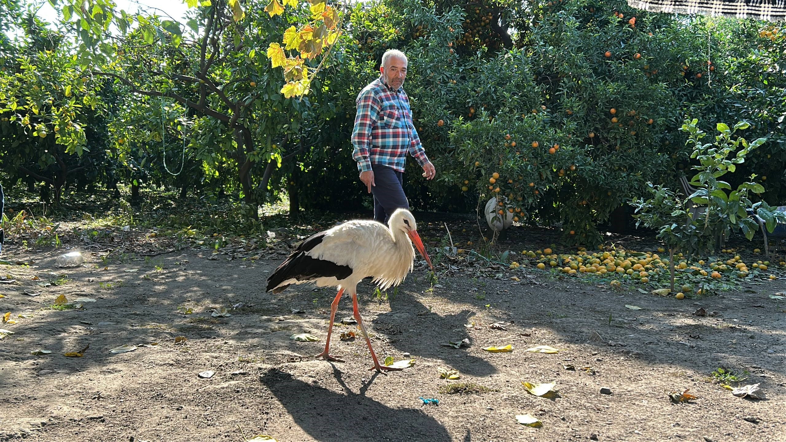 Bahcede Yarali Leylek Buldu Kumeste Tavuklarla Birlikte Besliyor (1)