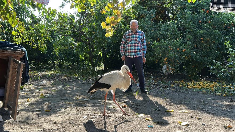 Bahcede Yarali Leylek Buldu Kumeste Tavuklarla Birlikte Besliyor (2)