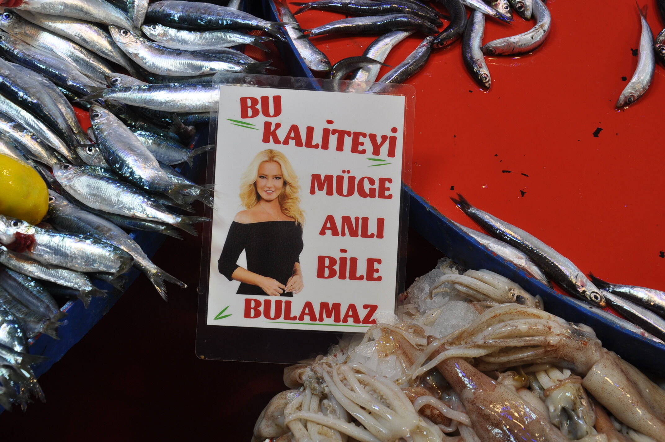 Balık Fiyatları (1)