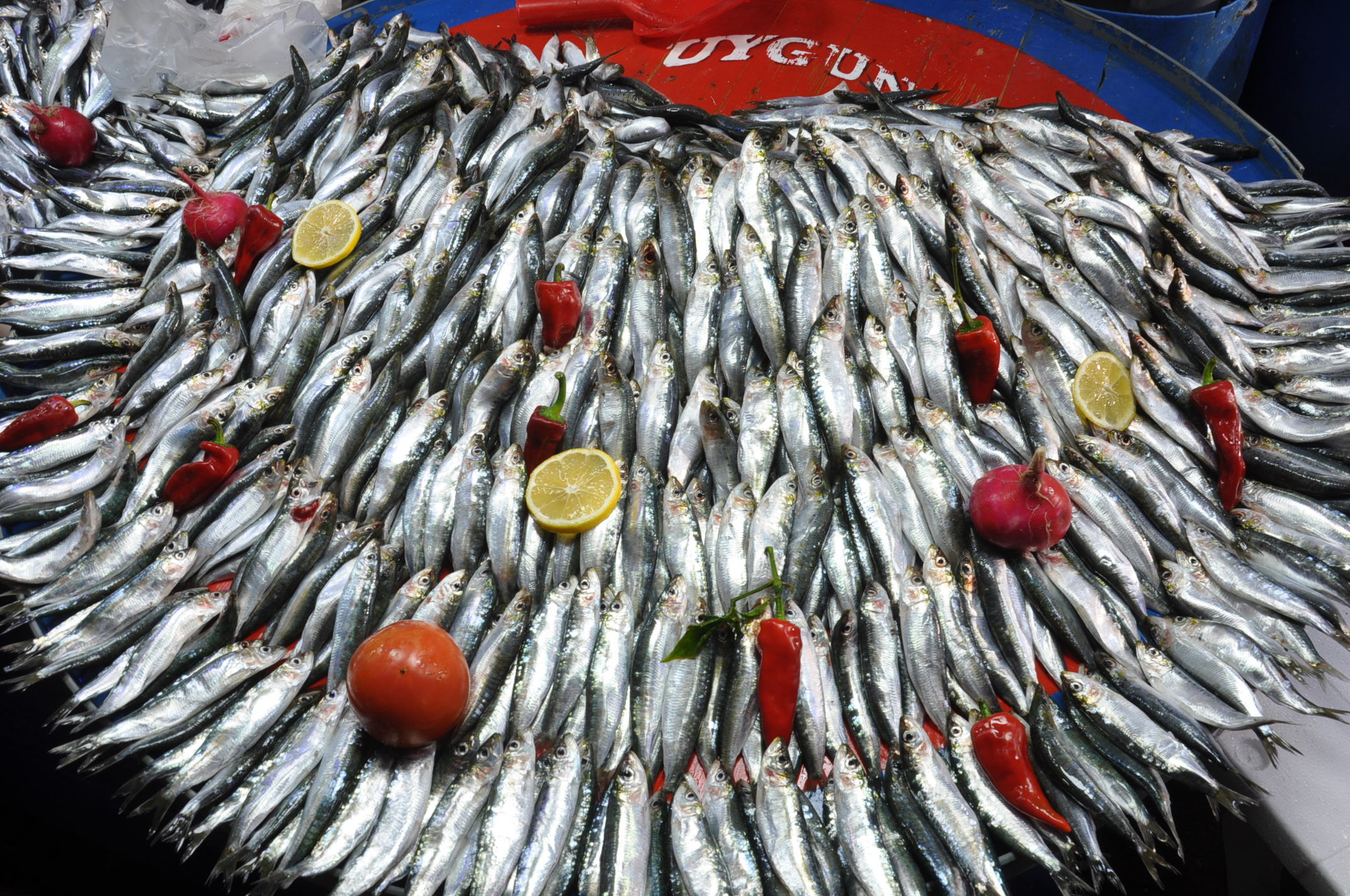 Balık Fiyatları (11)