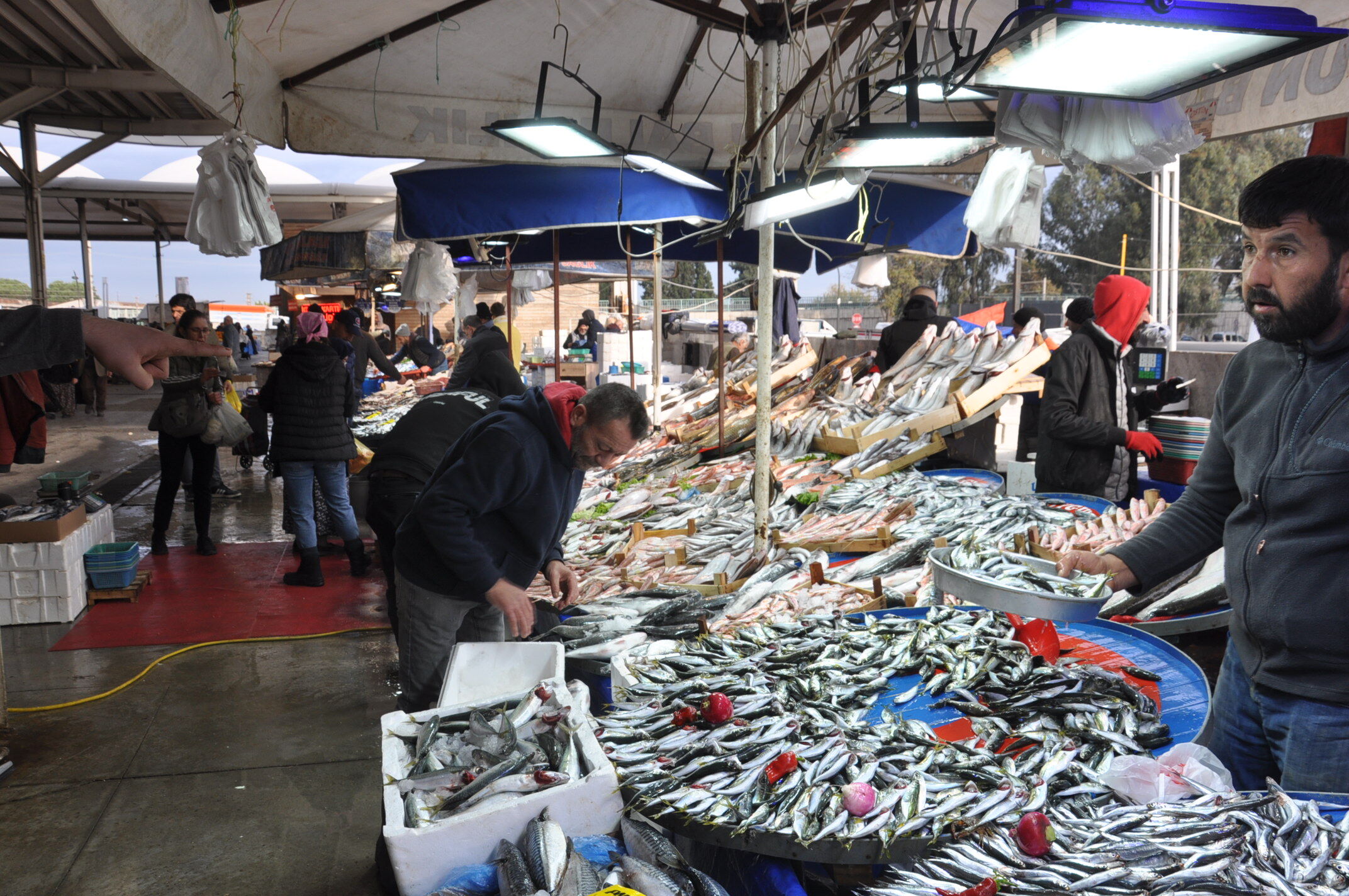 Balık Fiyatları (12)