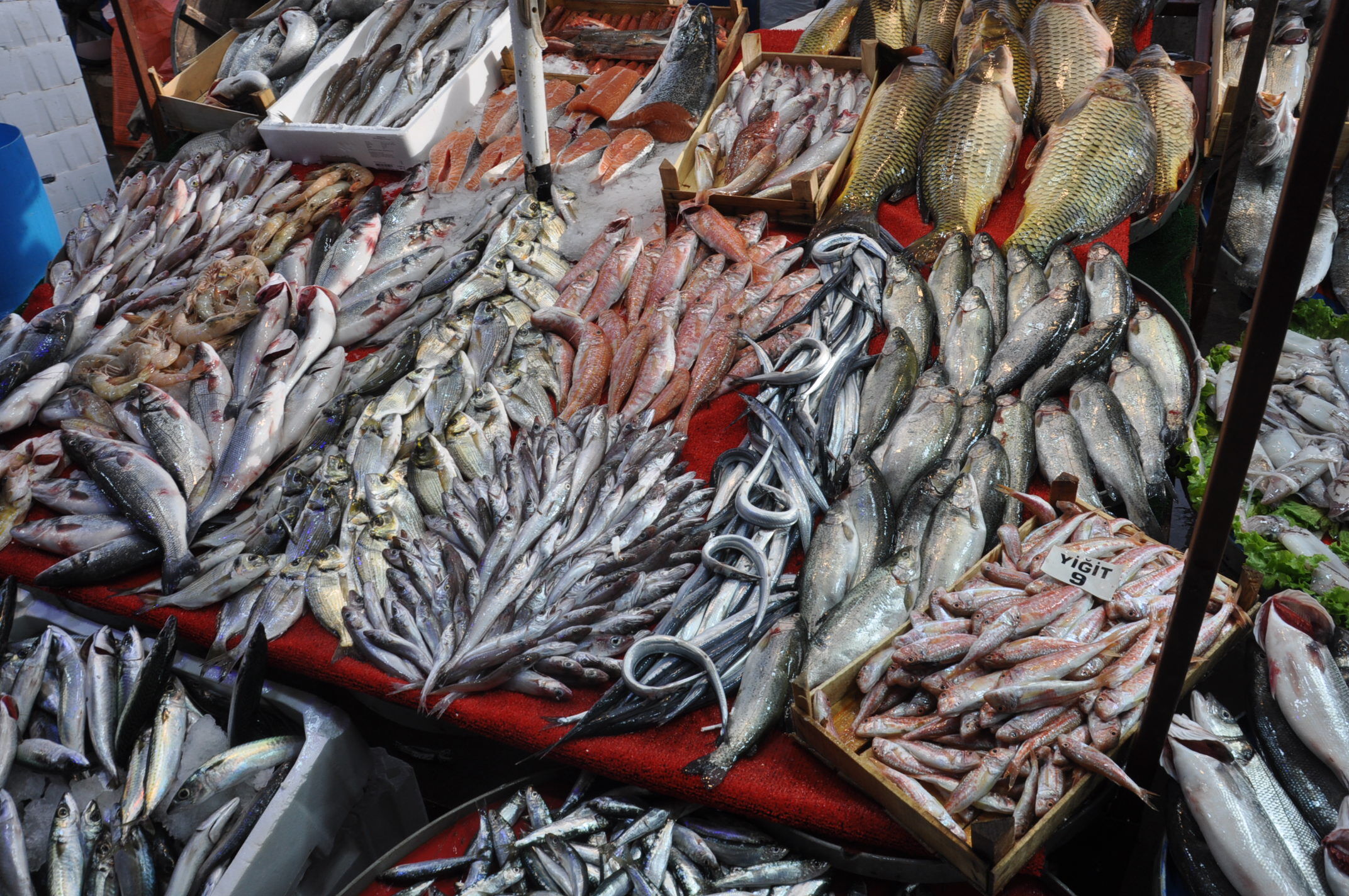 Balık Fiyatları (6)