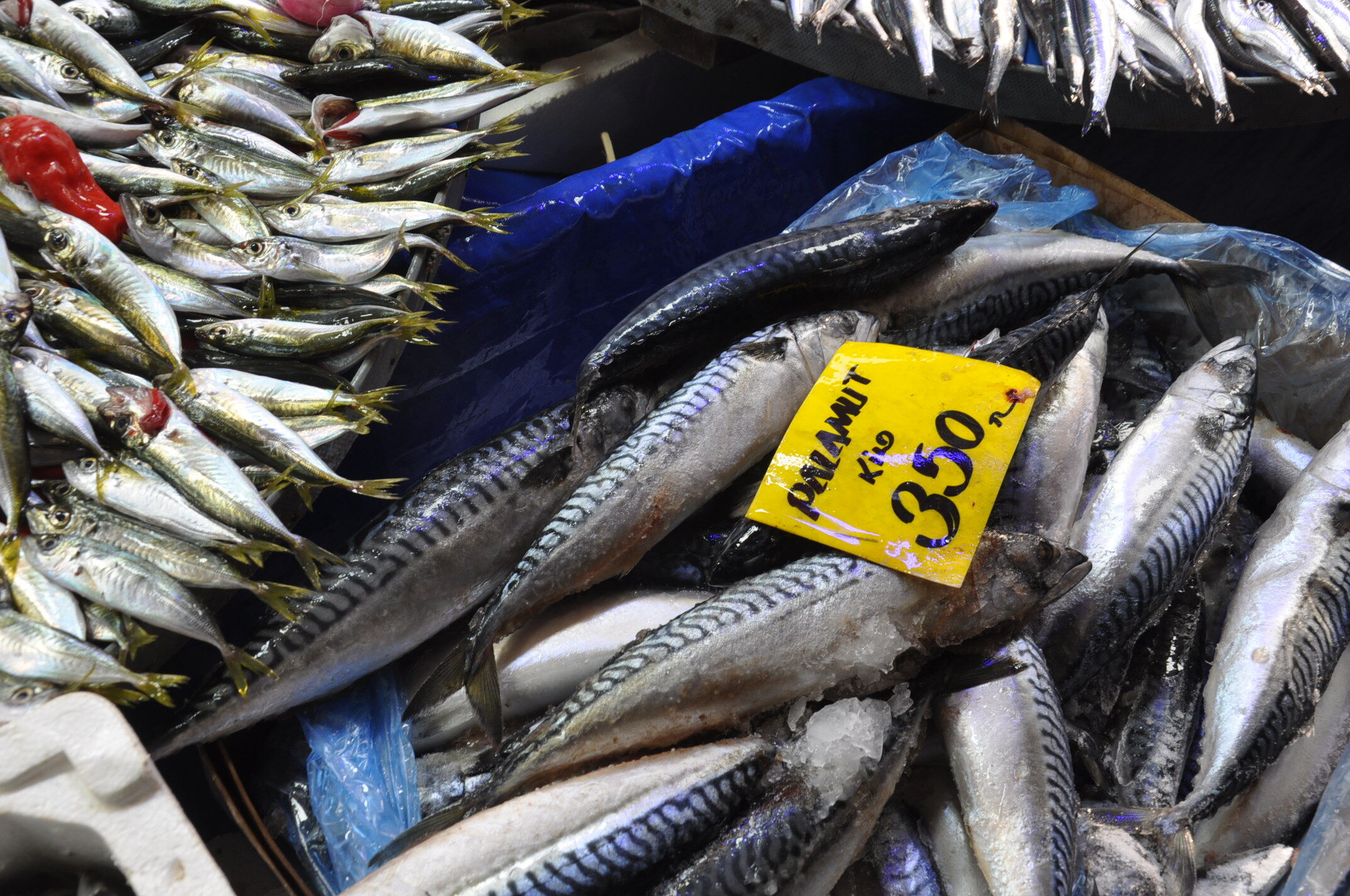 Balık Fiyatları (8)