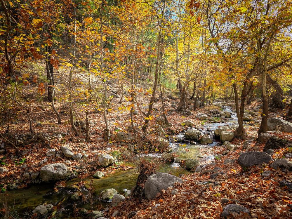 Belemedik Tabiat Parki Sonbaharin Buyuleyici Renklerine Burundu (5)
