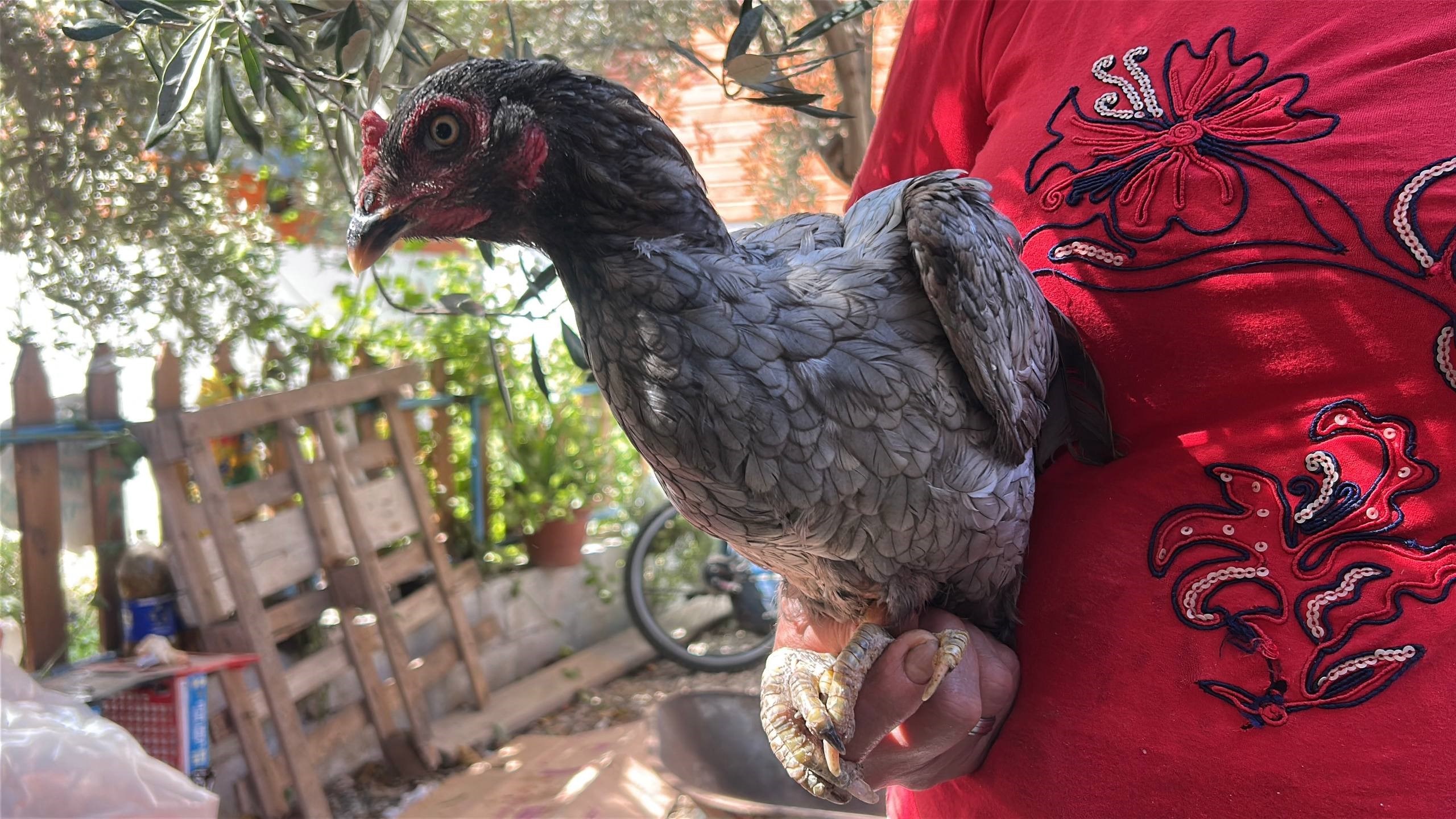 Doktorlar Tavsiye Ediyor 100 Tavuk Arasinda 2 Tanesi Ozel Vitamin Deposu Mavi Yumurtal (1)