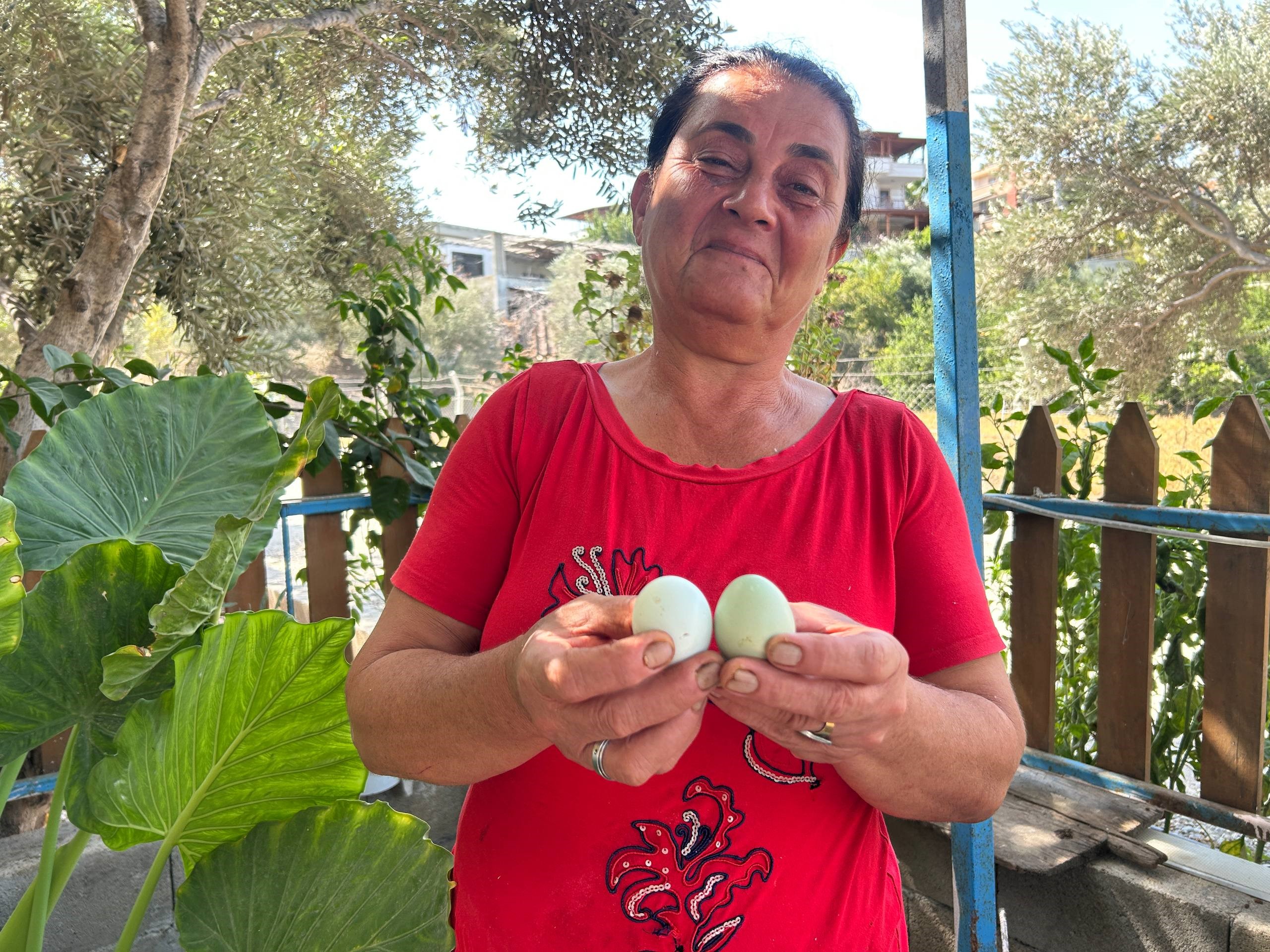 Doktorlar Tavsiye Ediyor 100 Tavuk Arasinda 2 Tanesi Ozel Vitamin Deposu Mavi Yumurtal (2)