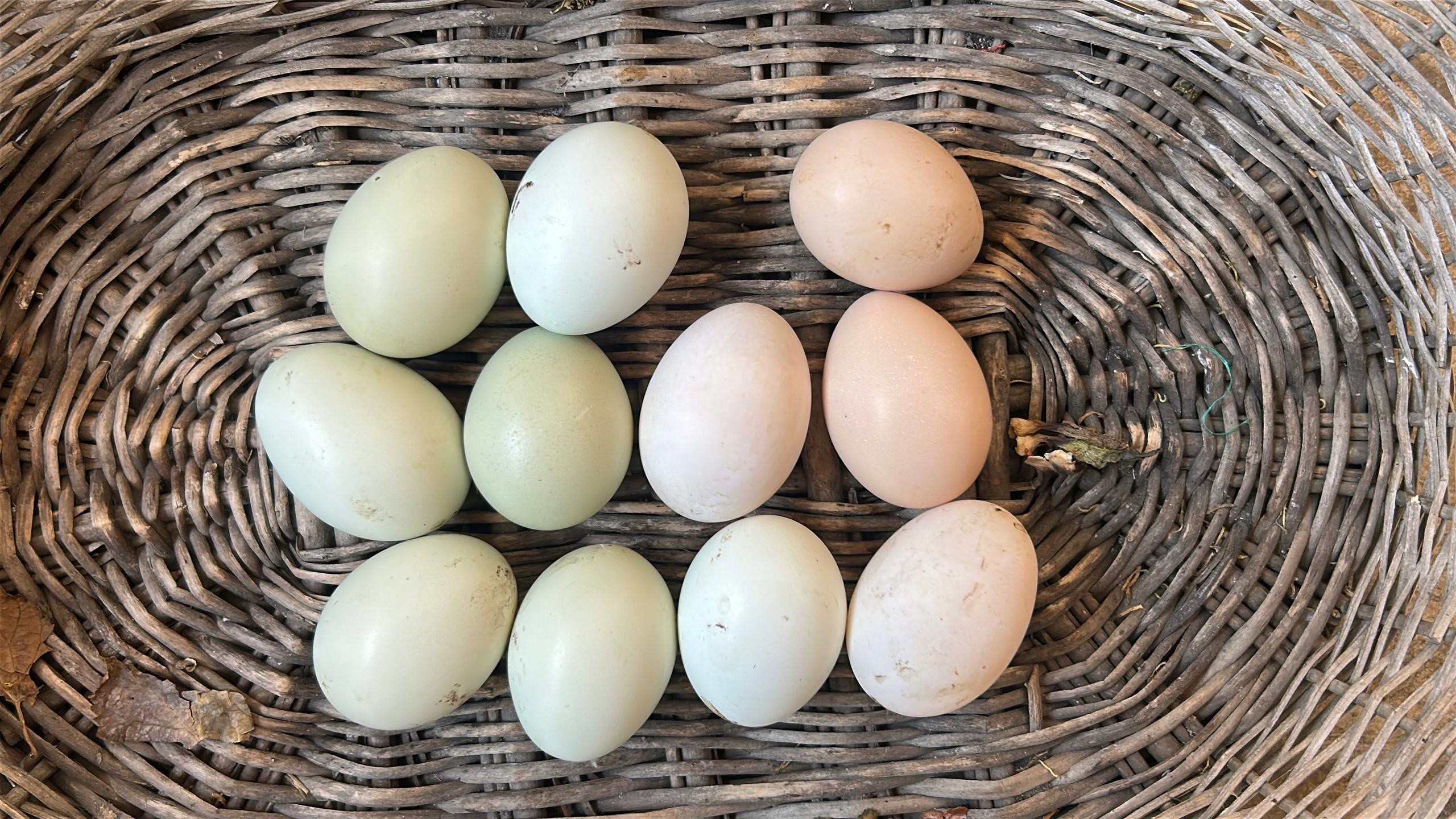 Doktorlar Tavsiye Ediyor 100 Tavuk Arasinda 2 Tanesi Ozel Vitamin Deposu Mavi Yumurtal (4)