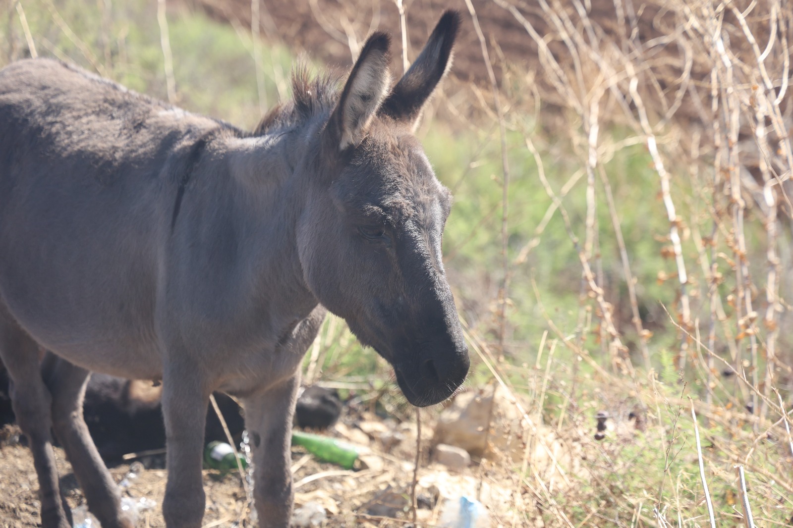 Gitmedi Agladi Bekledi Annesinin Cansiz Bedeninin Basindan Ayrilmadi (2)