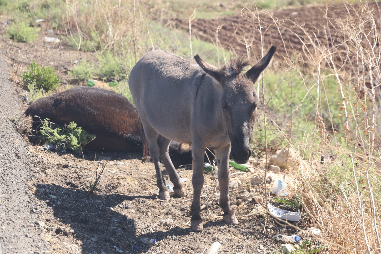 Gitmedi Agladi Bekledi Annesinin Cansiz Bedeninin Basindan Ayrilmadi (3)
