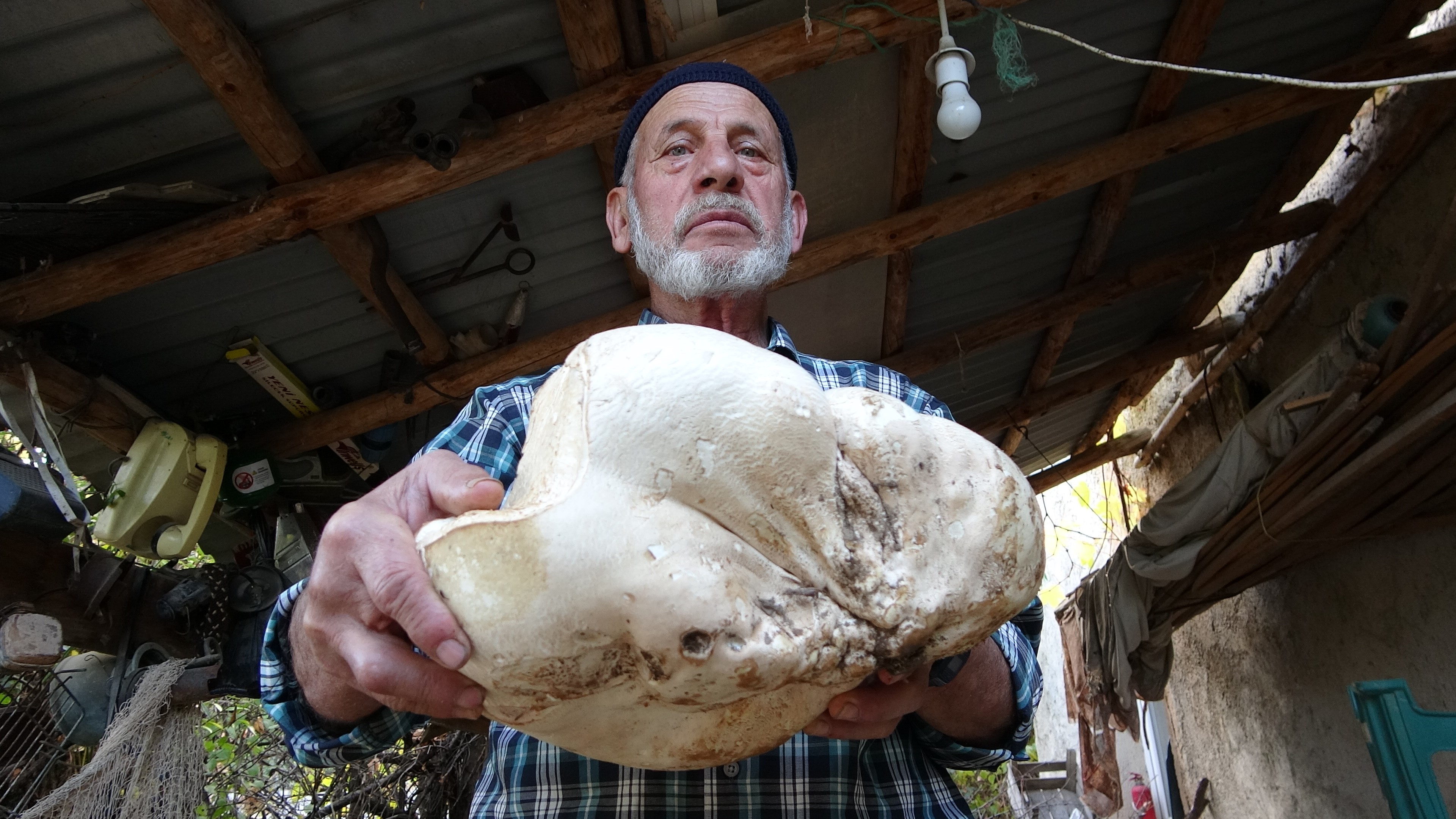 Gören Fotoğraf Çekmeden Geçemiyor 70 Yaşındaki Adam Ormanda 3 Kilo Dev Mantar Buldu (6)