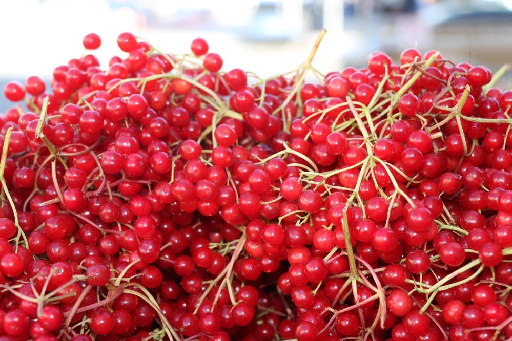 Halk Arasinda Genclik Iksiri Olarak Adlandirilan Gilaburu Tezgahlarda Yerini Aldi (2)
