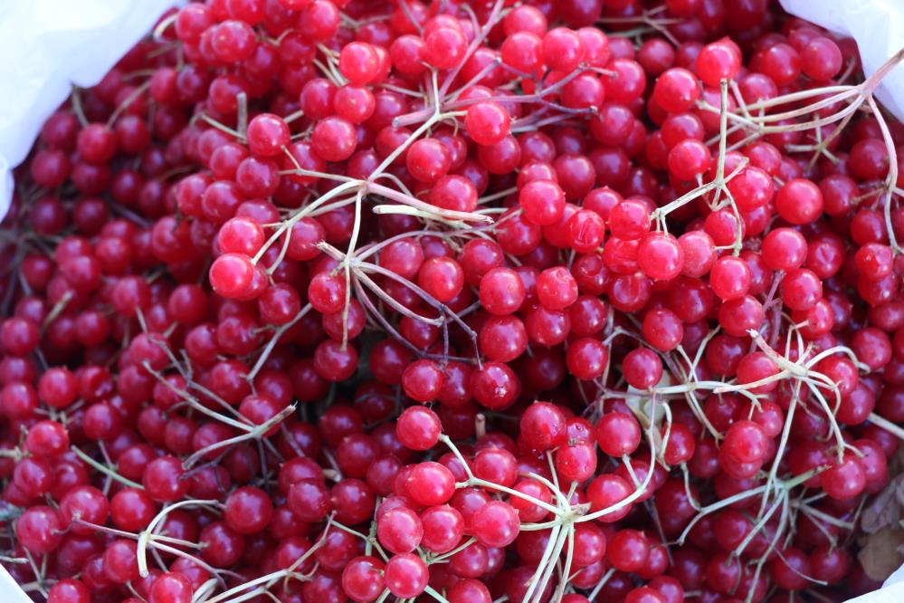 Halk Arasinda Genclik Iksiri Olarak Adlandirilan Gilaburu Tezgahlarda Yerini Aldi (3)