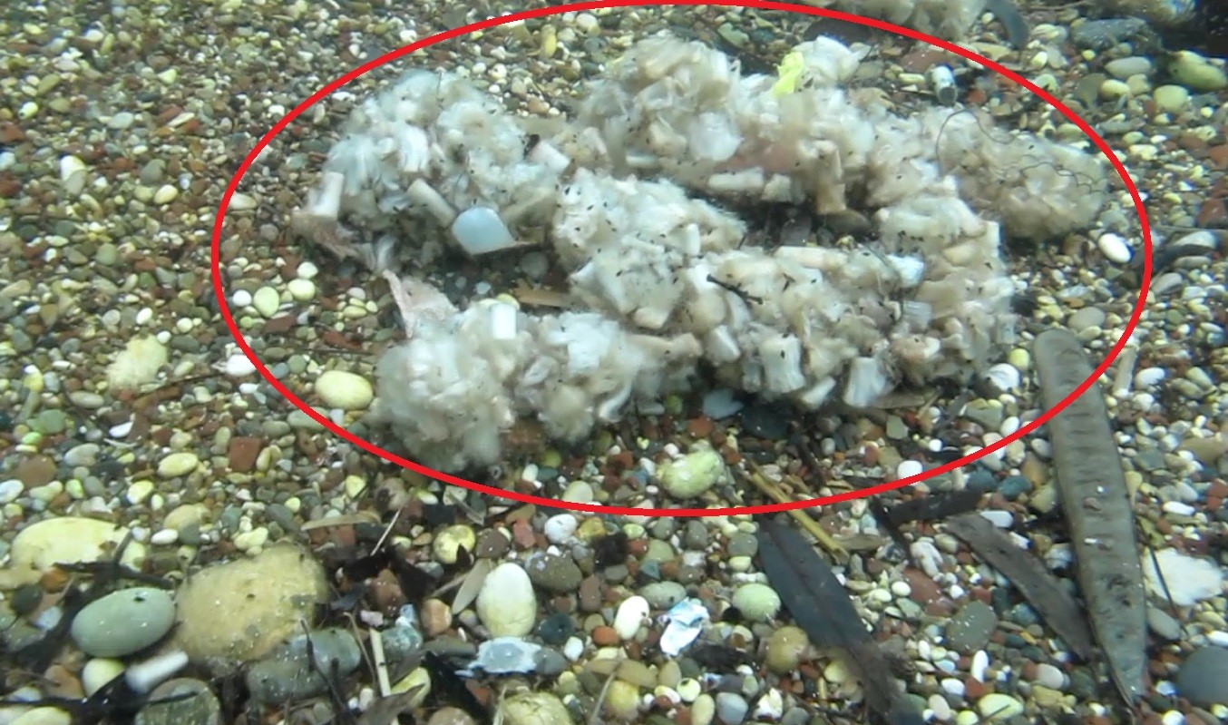 Ilk Yagmurla Ortaya Cikti Denizin Dibinde Pamuk Tarlasi Gibi Acildi 01