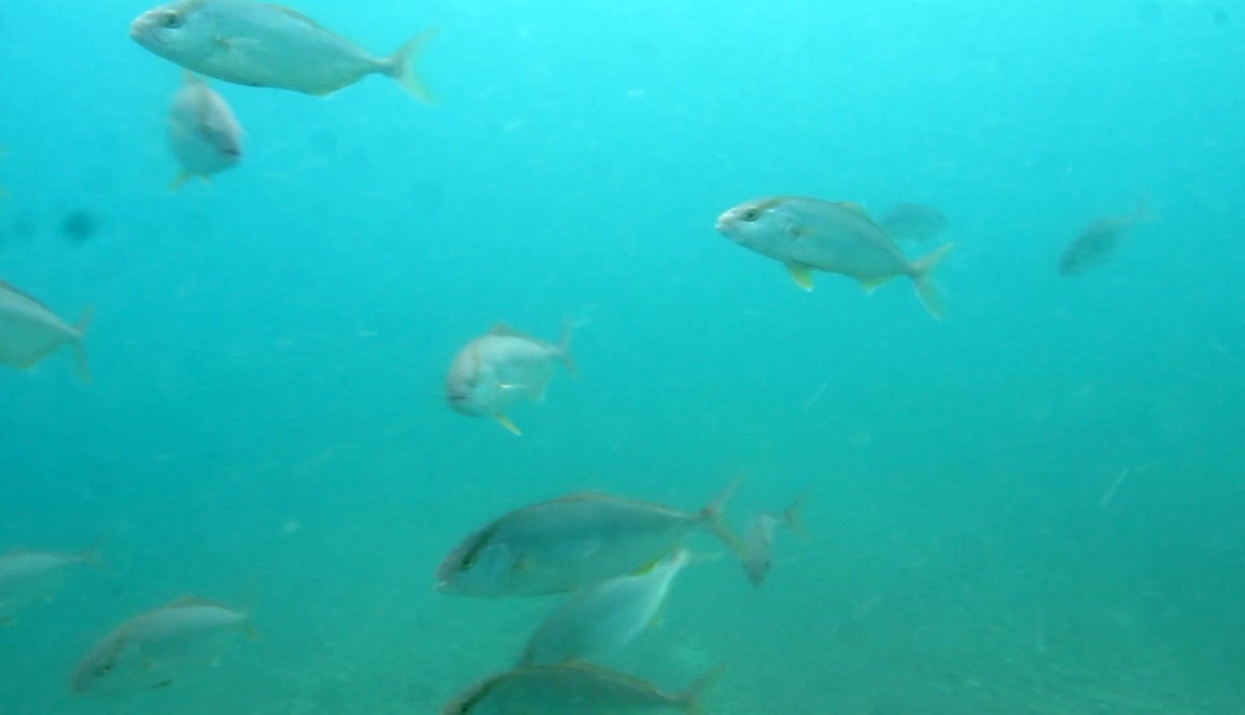 Ilk Yagmurla Ortaya Cikti Denizin Dibinde Pamuk Tarlasi Gibi Acildi 07