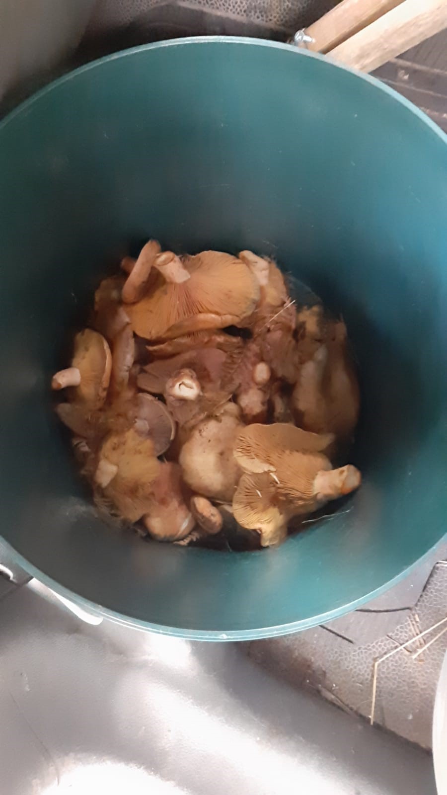 İşe Gitmeyince Gerçek Ortaya Çıktı! Topladığı Mantar Hayatını Kararttı (2)