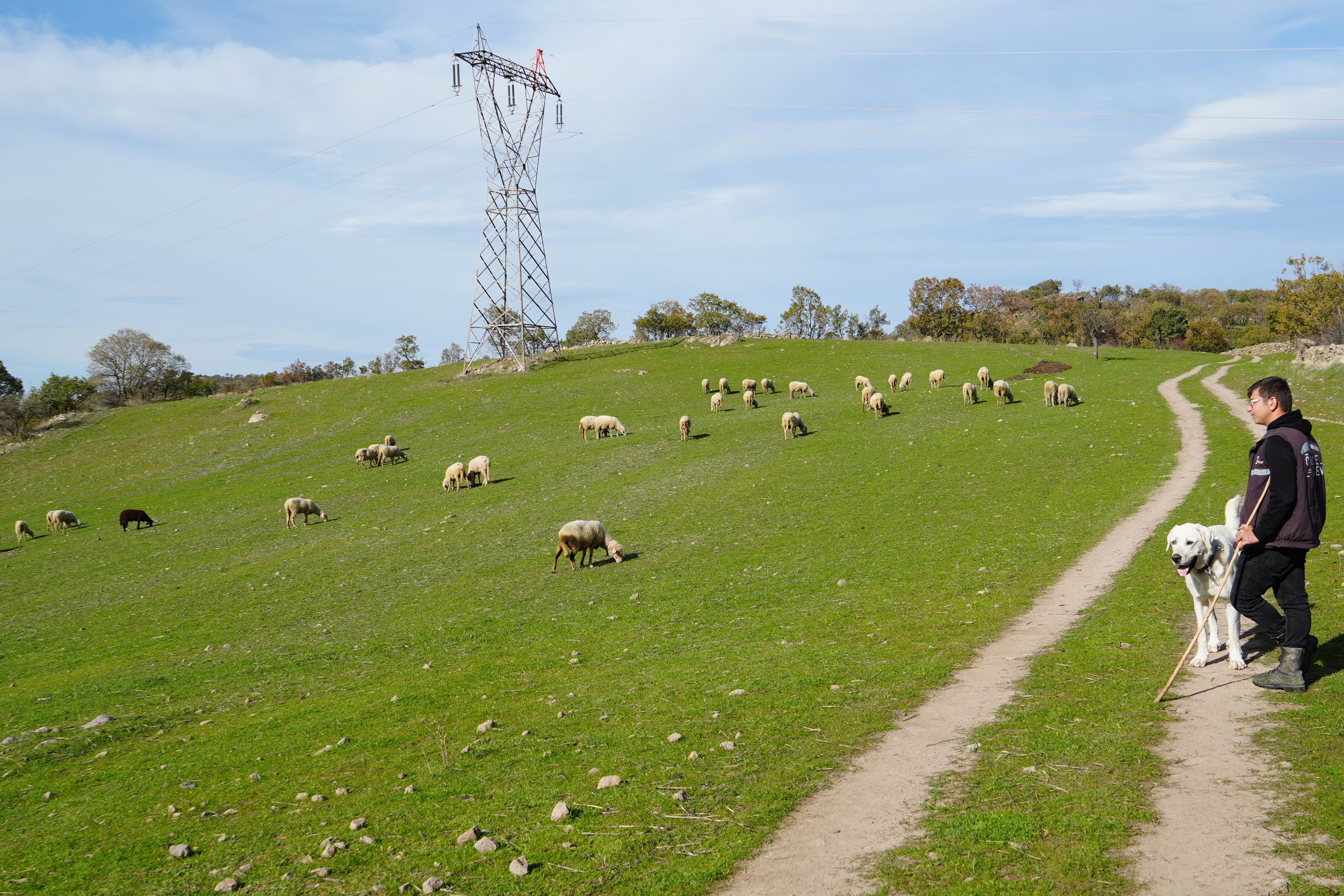 Koye Donen Mimarin Hikayesi Viral Oldu Hayvancilikta Zarar Etmek Zor 02