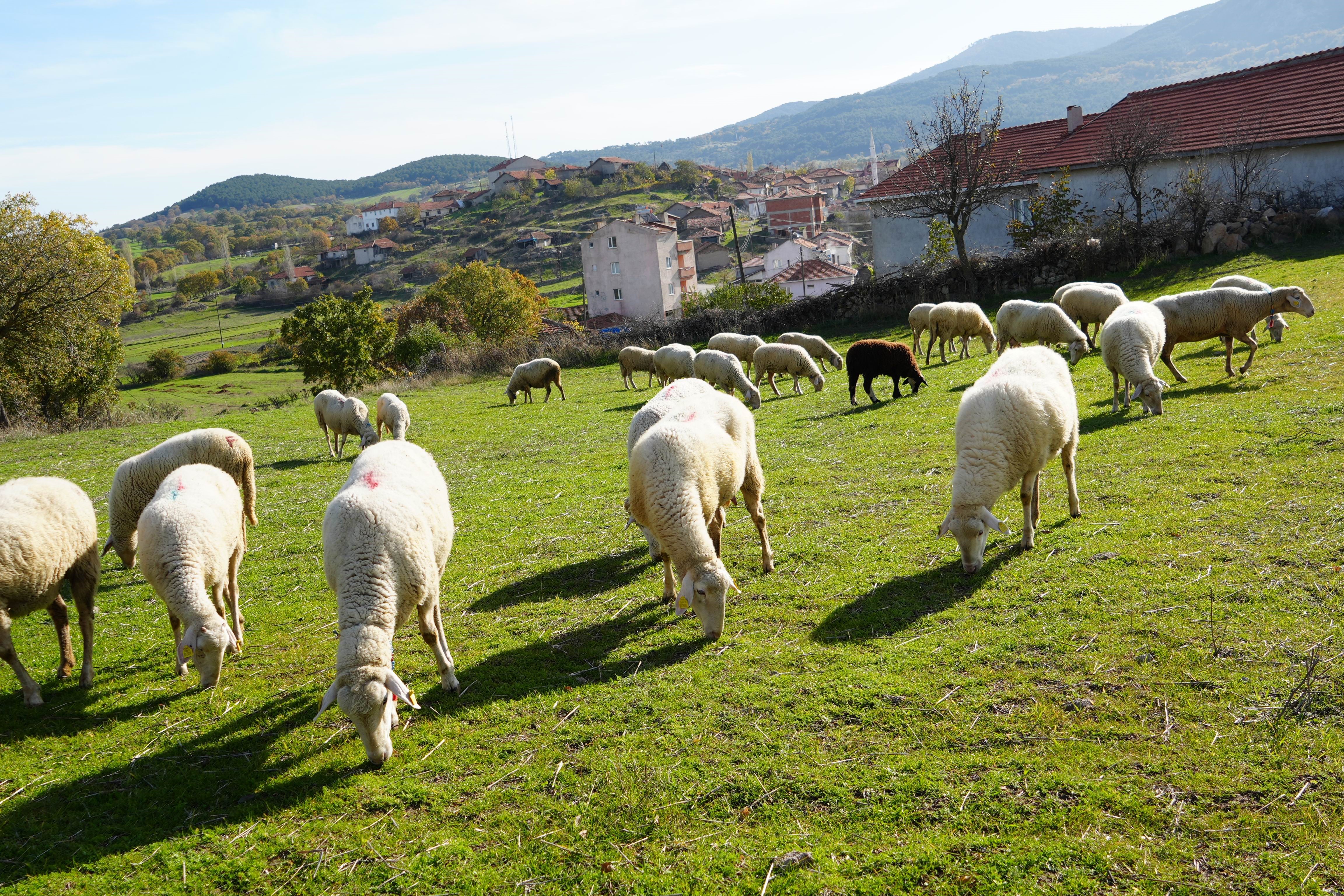 Koye Donen Mimarin Hikayesi Viral Oldu Hayvancilikta Zarar Etmek Zor 03