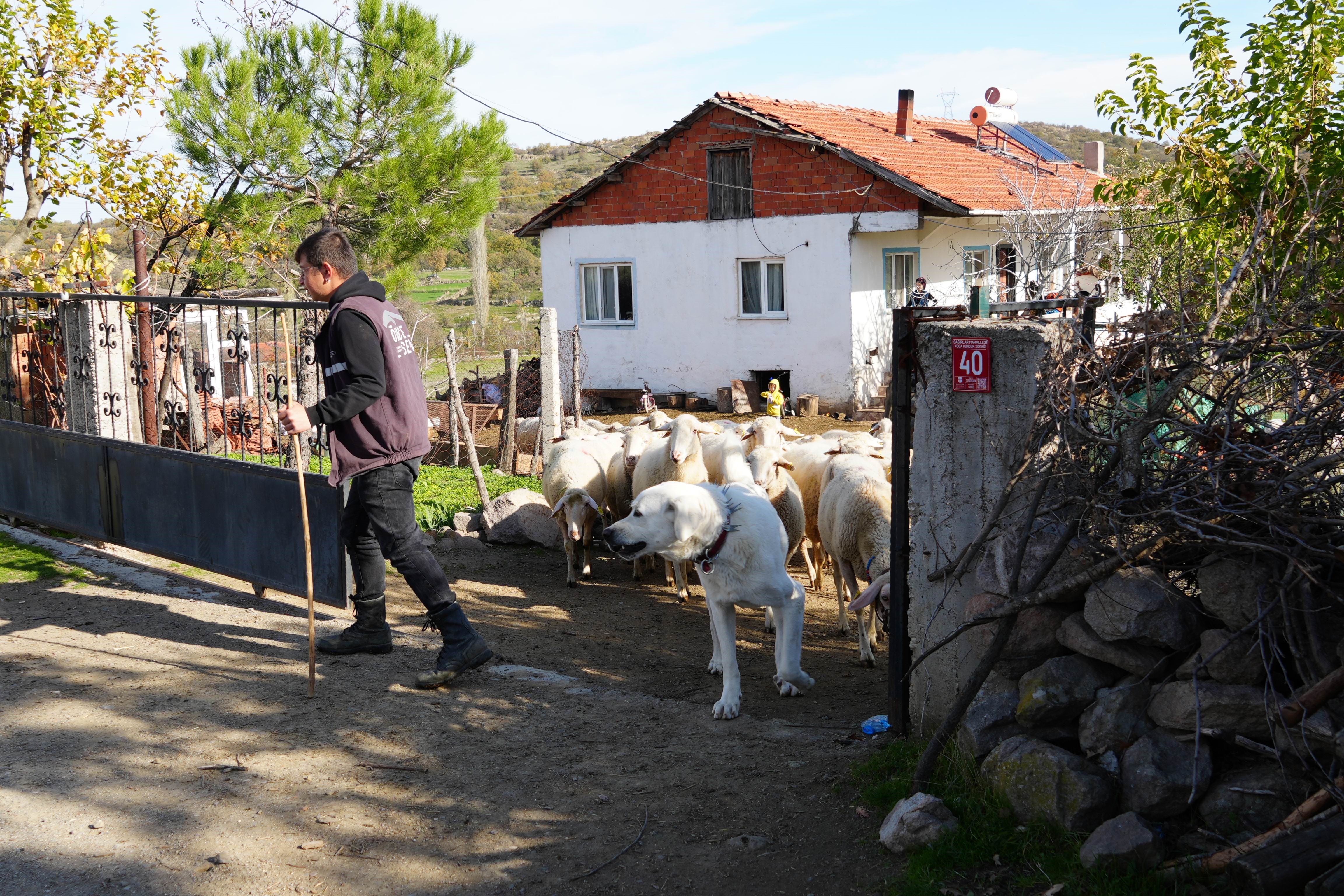 Koye Donen Mimarin Hikayesi Viral Oldu Hayvancilikta Zarar Etmek Zor 04