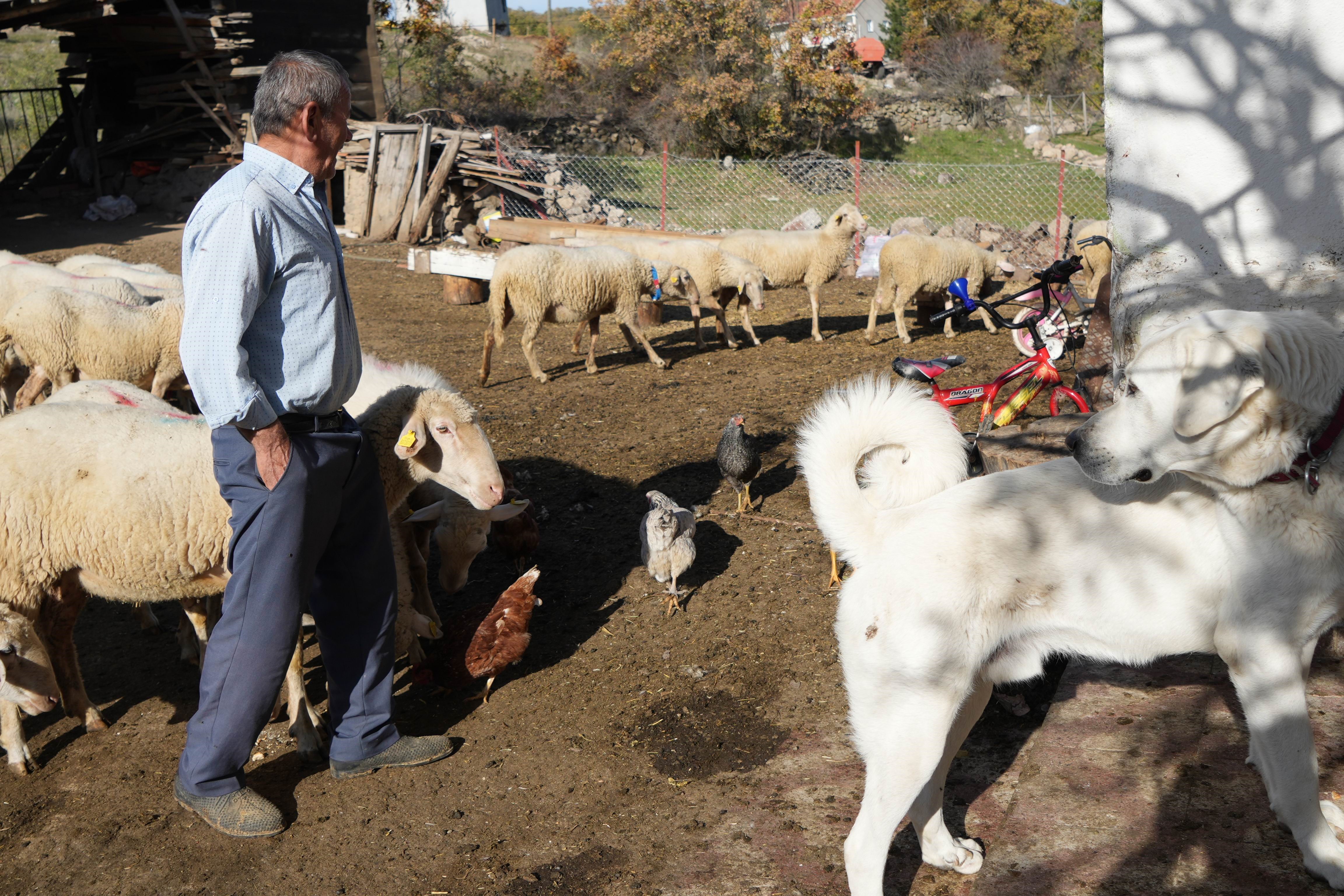Koye Donen Mimarin Hikayesi Viral Oldu Hayvancilikta Zarar Etmek Zor 05