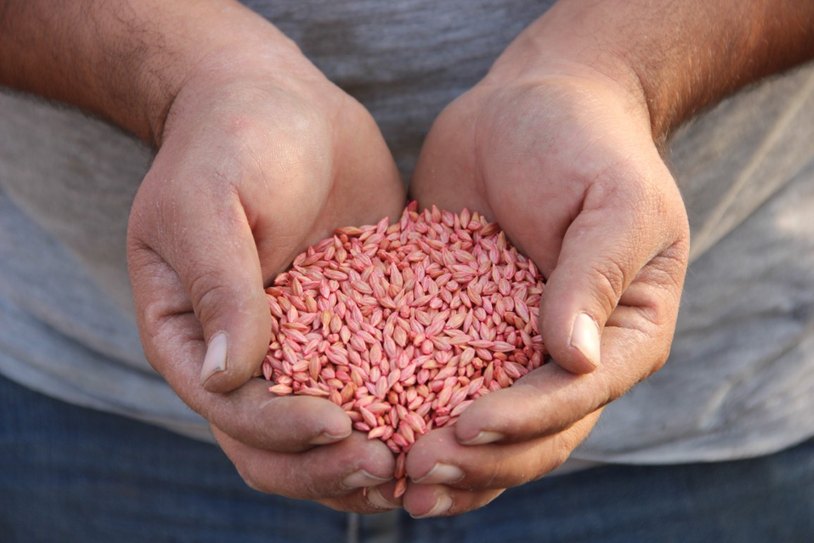 Kuraklik Umudu Sonduremedi Toprakla Umut Tohumlari Ekiliyor Yeni Sezon Basladi (4) (Orta)