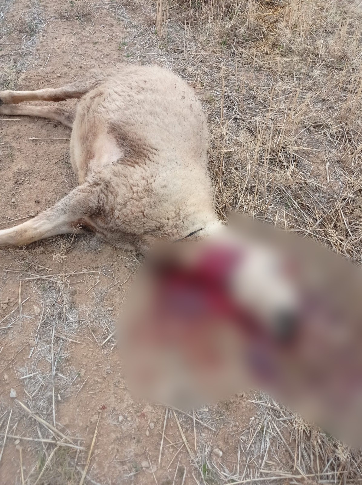 Kurt Saldırısı Köyü Vurdu 30 Koyun Ve 1 Köpek Telef Oldu (2)