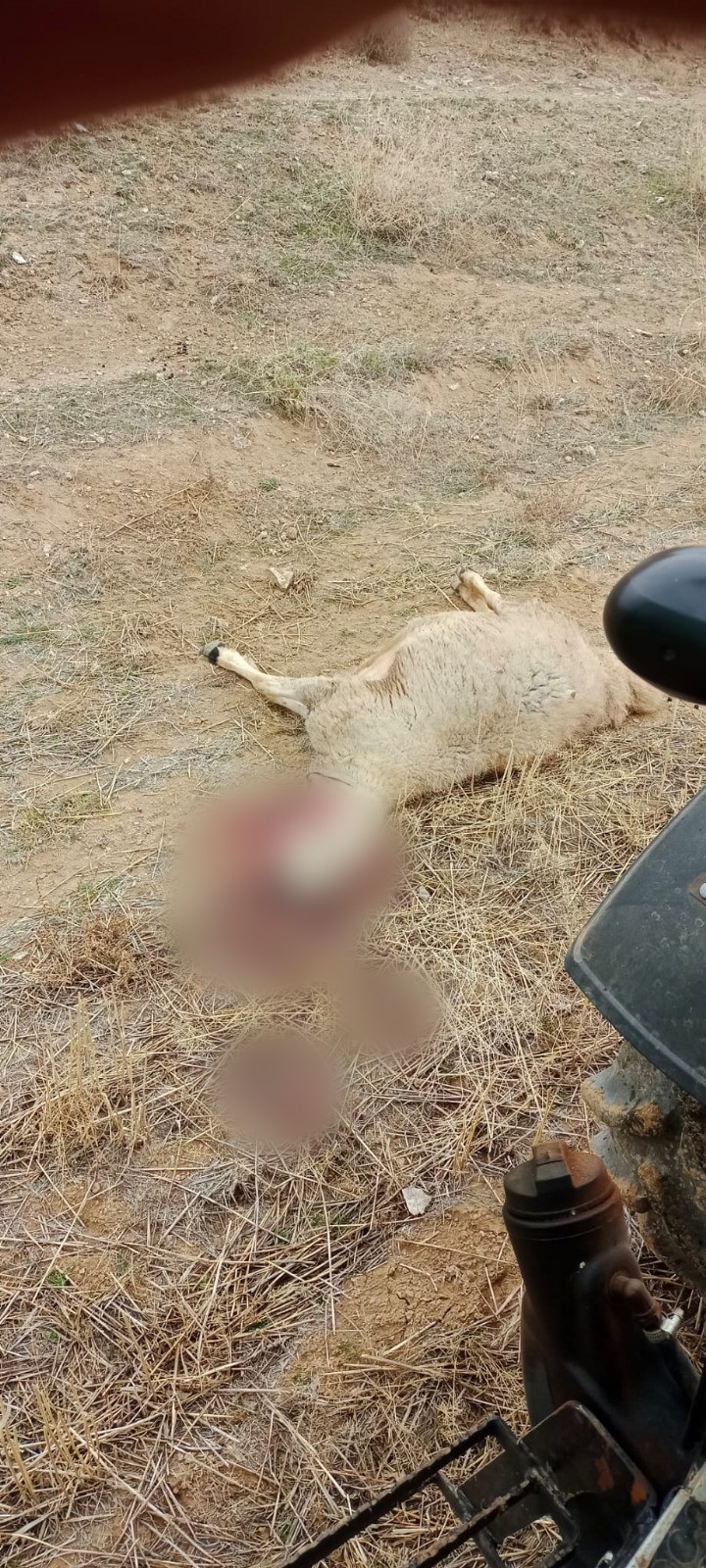 Kurt Saldırısı Köyü Vurdu 30 Koyun Ve 1 Köpek Telef Oldu (3)