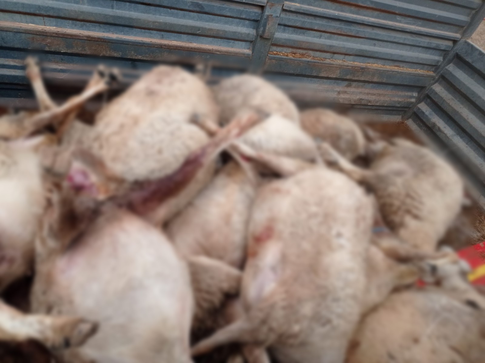 Kurt Saldırısı Köyü Vurdu 30 Koyun Ve 1 Köpek Telef Oldu (4)