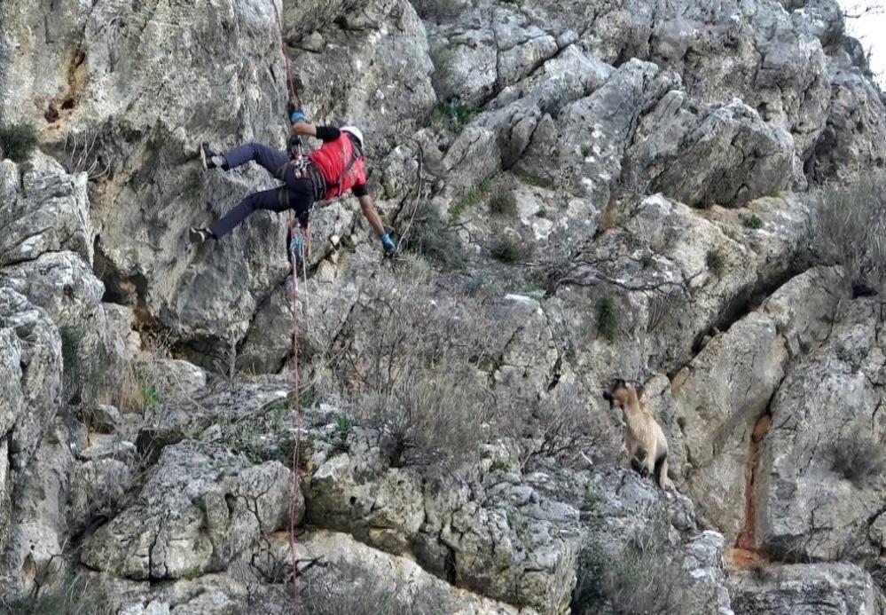 Mahsur Kalan Keçi̇ (3)