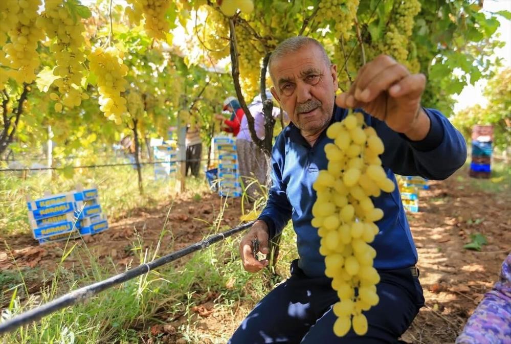 Manisa Sarıgöl Üzüm (1)