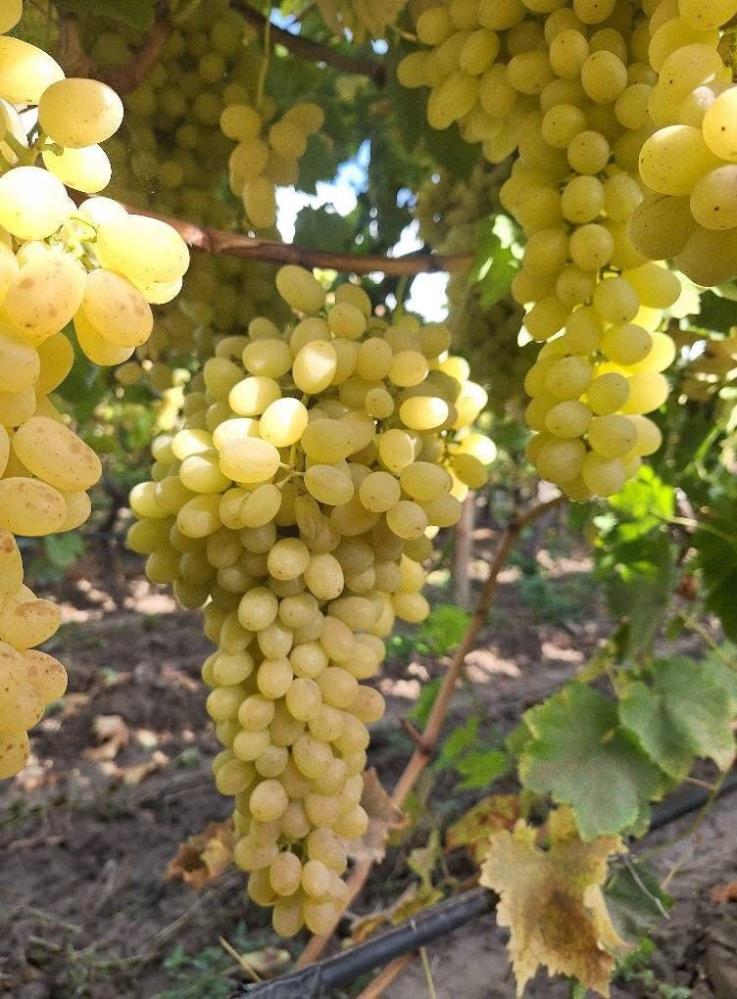 Manisa Sarıgöl Üzüm (3)
