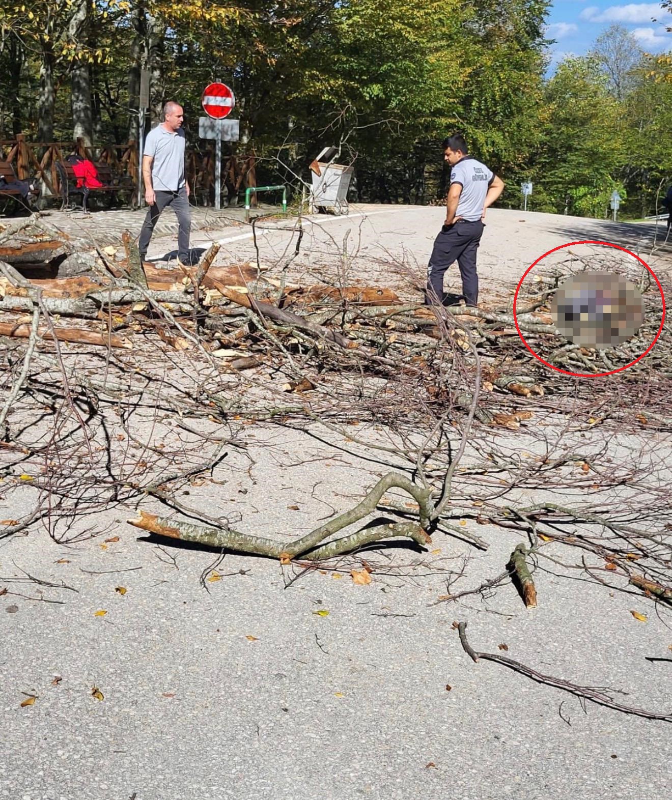 Mesire Alanında Faciayla Biten An Ağaç Devrildi, Temizlik Işçisi Hayatını Kaybetti (2)