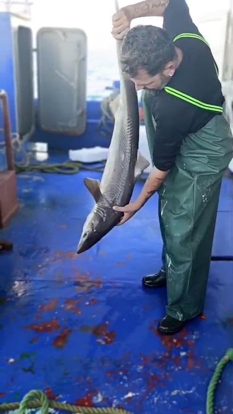 Ornek Davranis Balikci Camgoz Kopekbaligini Denize Geri Birakti 02