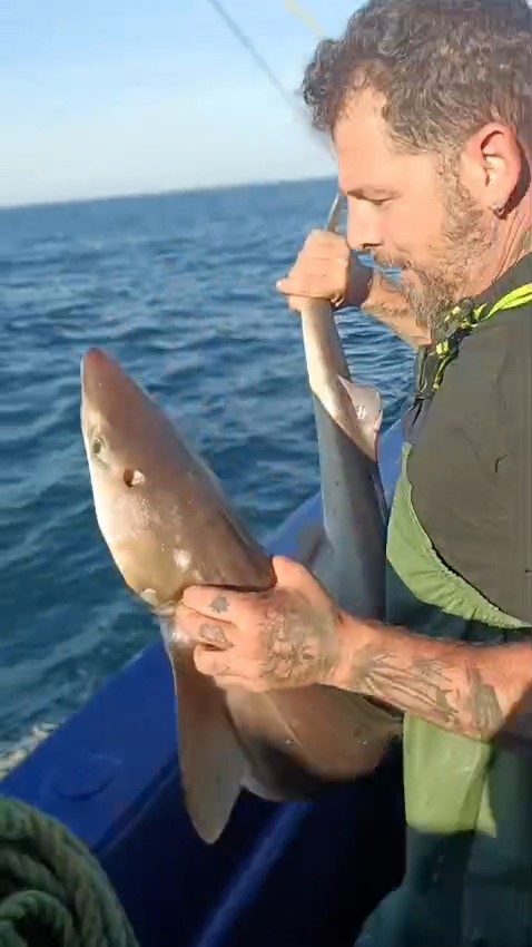 Ornek Davranis Balikci Camgoz Kopekbaligini Denize Geri Birakti 03