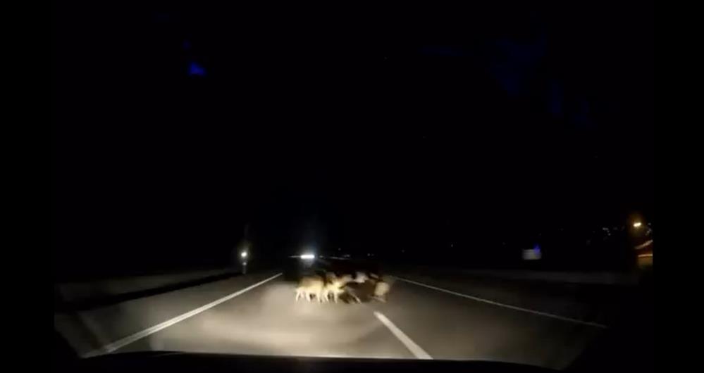 Otomobil Suruye Carpti 12 Koyun Telef Oldu (2)