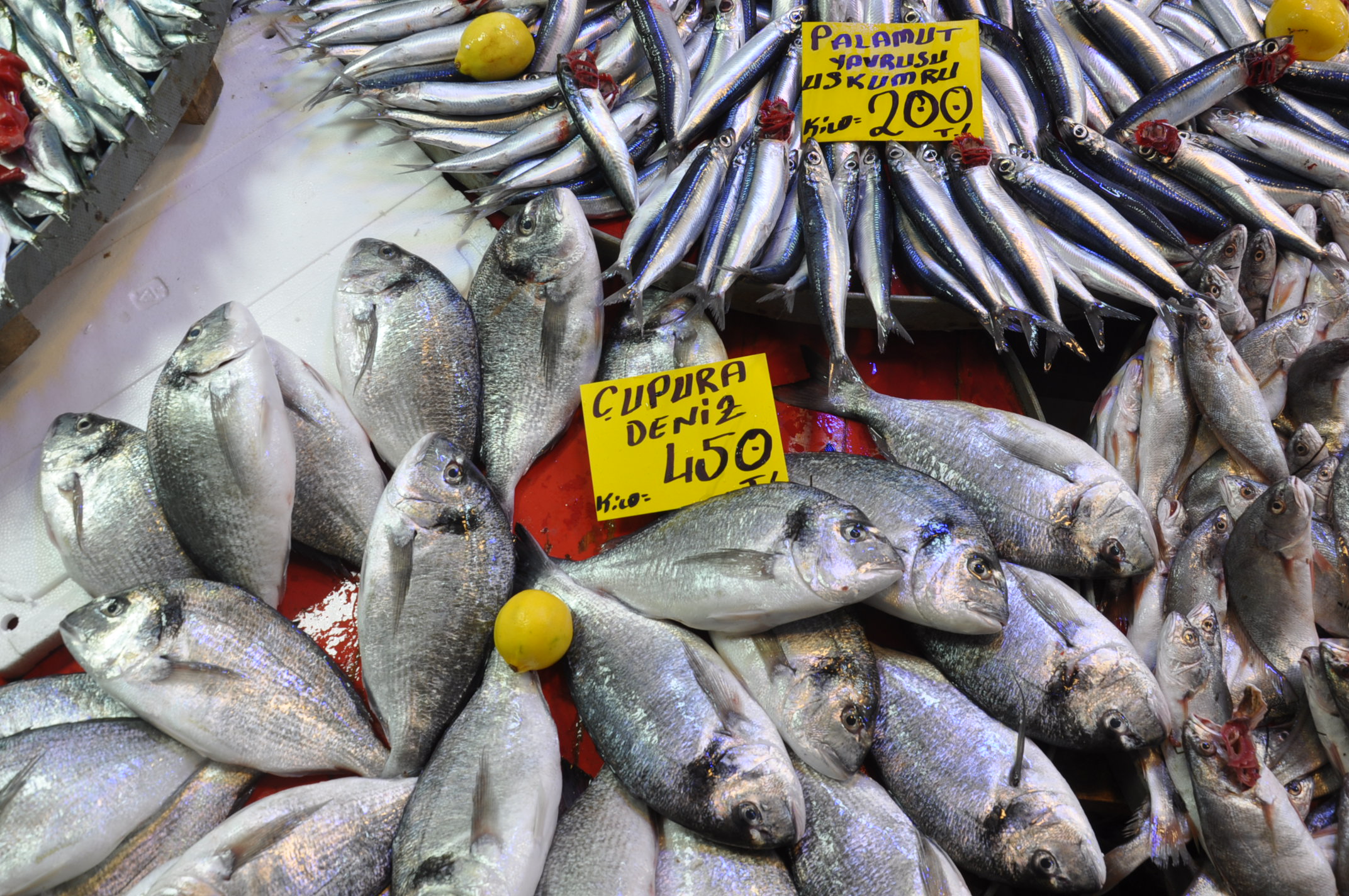 Pazar Balık (11)