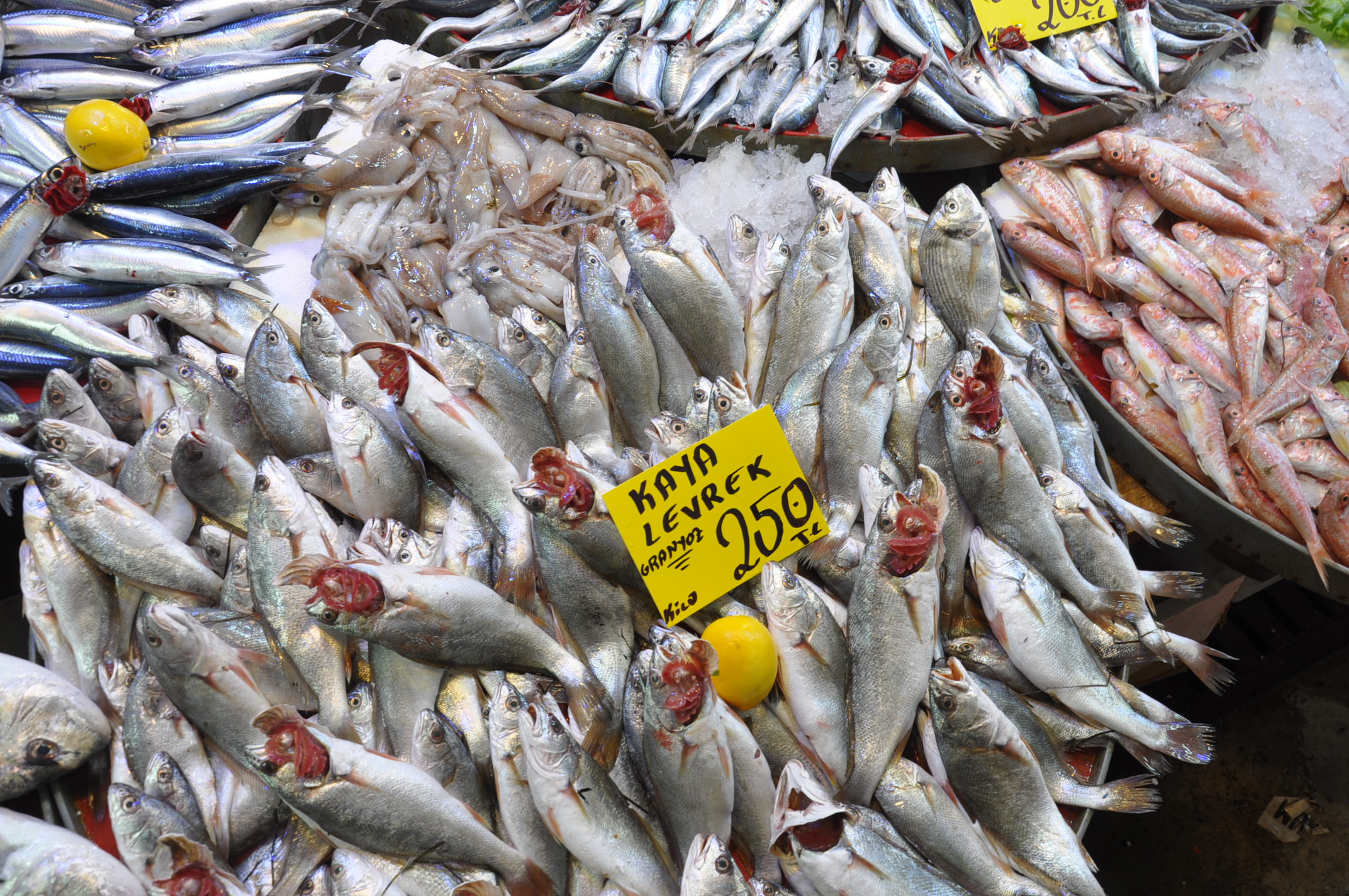 Pazar Balık (13)