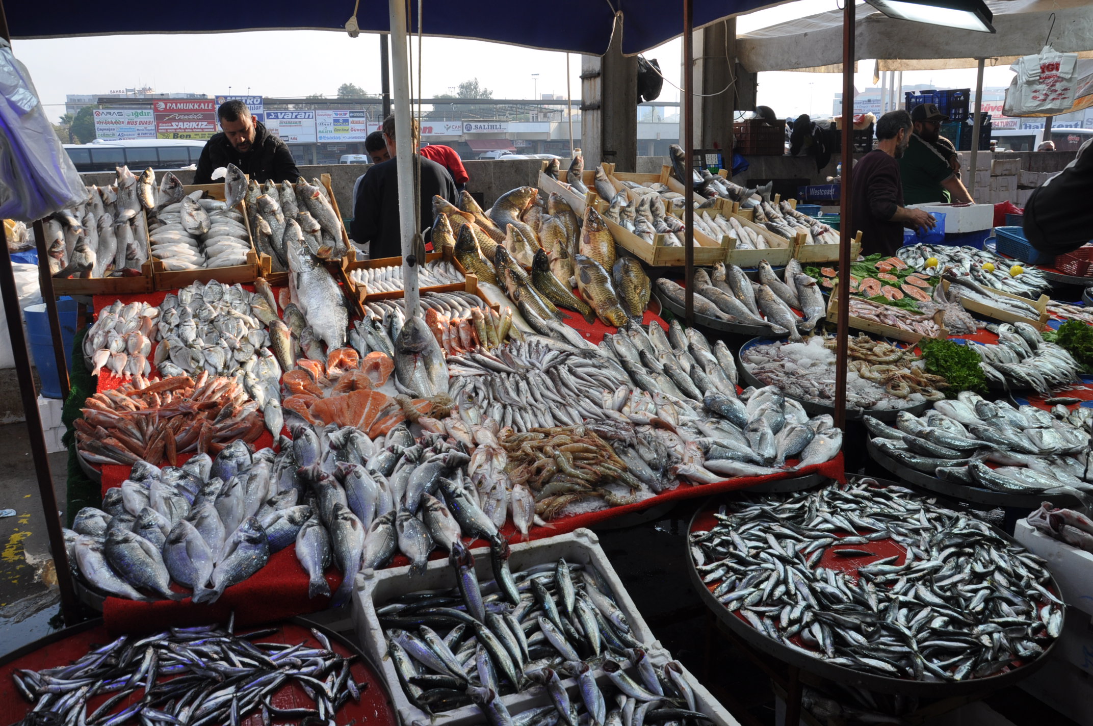 Pazar Balık (4)