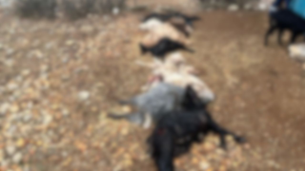 Sabah Saatlerinde Kan Donduran Manzara 12 Hayvan Bogulmus Halde Bulundu (2)