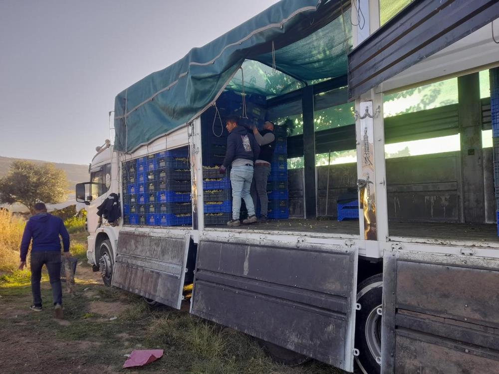 Sarigol Ovasinda Uzum Hasadi Kasim Ortasinda Da Tam Gaz Suruyor (2)