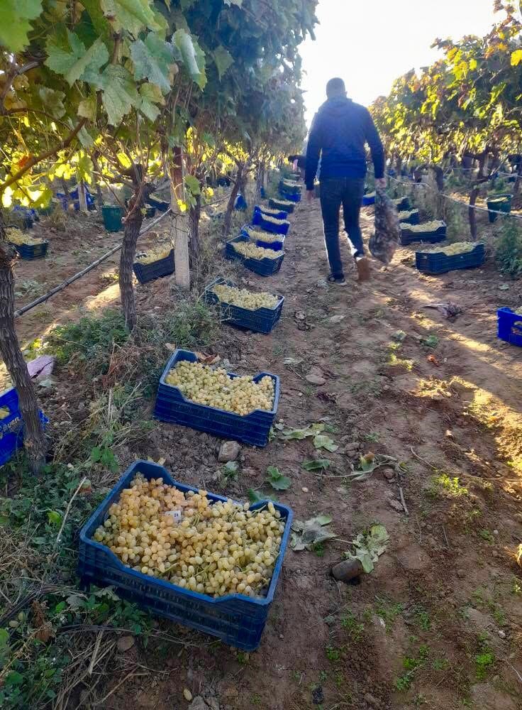 Sarigol Ovasinda Uzum Hasadi Kasim Ortasinda Da Tam Gaz Suruyor (3)
