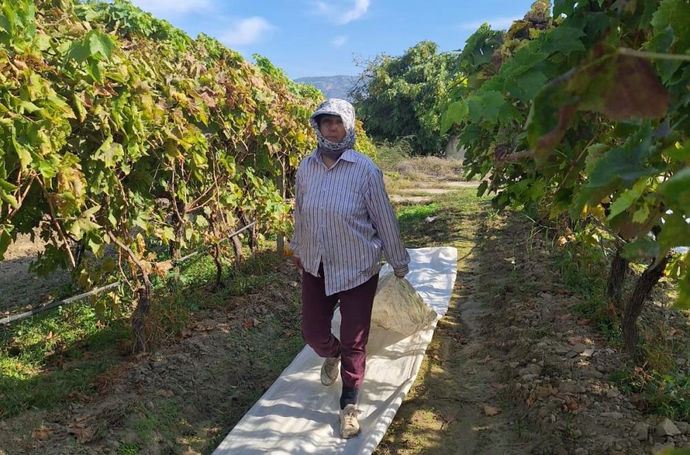 Sarıgöl Üzüm (2)-1