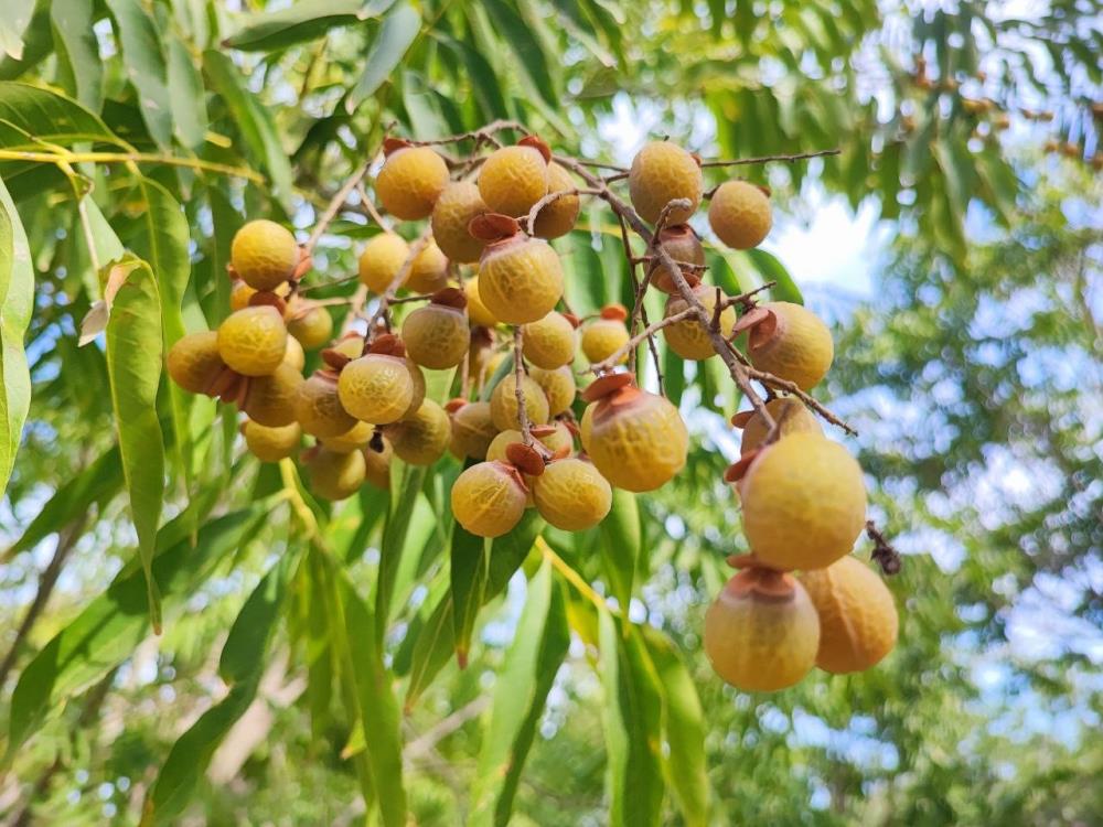 Sıfır Atık Projesi Kapsamında Sabun Cevizi Üretimi (1)