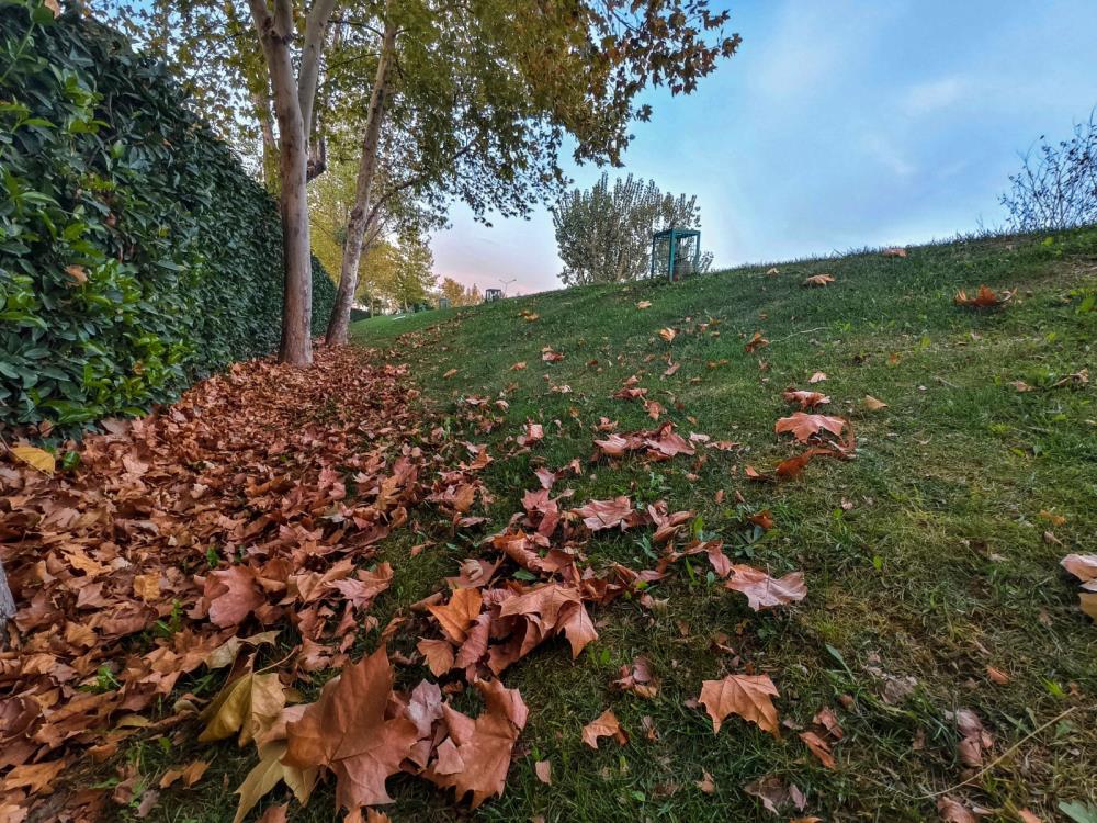 Sonbahar Manisayi Buyuledi (5)