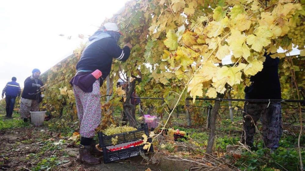 Sultaniye Üzüm (1)-6