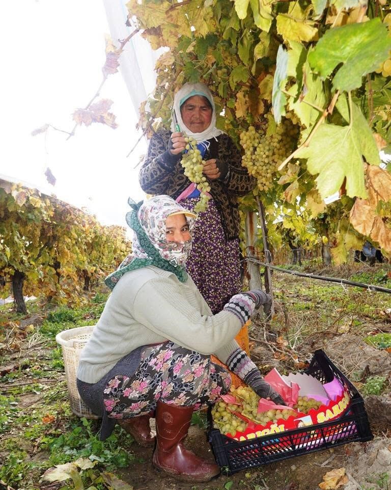 Sultaniye Üzüm (3)-3