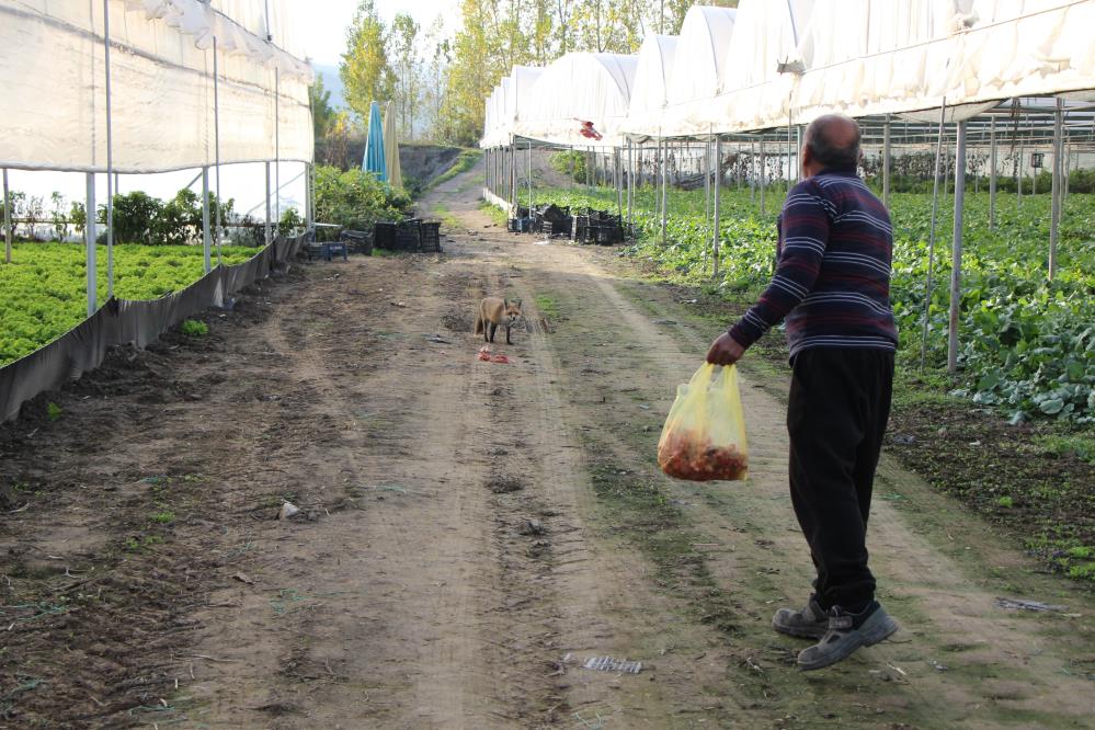 Tilkiyle Sira Disi Dostluk Et Ve Donerle Besledi Simdi Yanindan Ayrilmiyor Bir Ay Mang (1)-1
