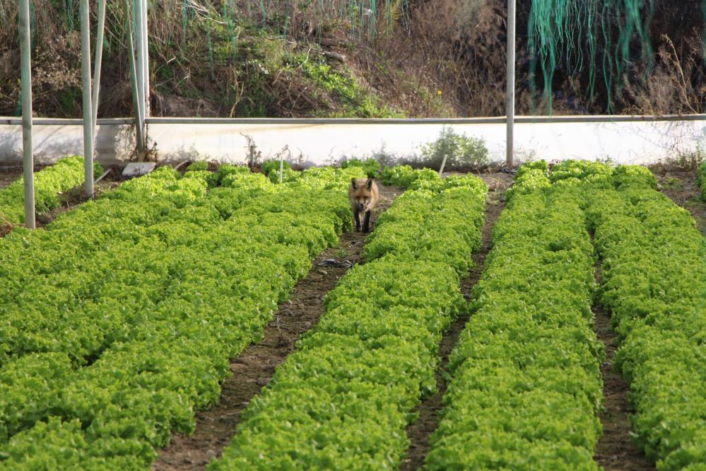 Tilkiyle Sira Disi Dostluk Et Ve Donerle Besledi Simdi Yanindan Ayrilmiyor Bir Ay Mang (2)