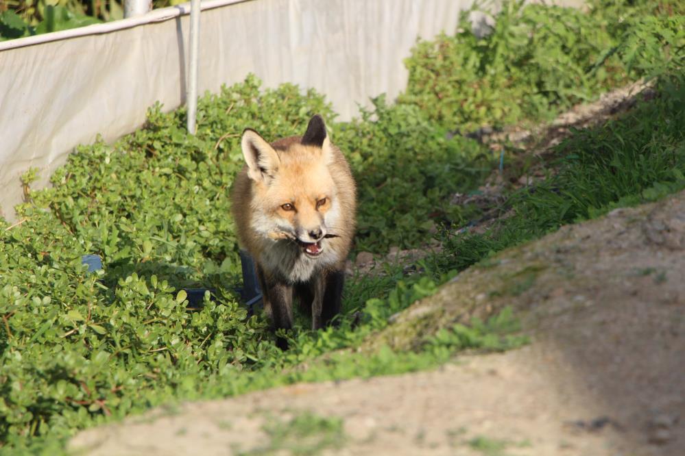 Tilkiyle Sira Disi Dostluk Et Ve Donerle Besledi Simdi Yanindan Ayrilmiyor Bir Ay Mang (3)
