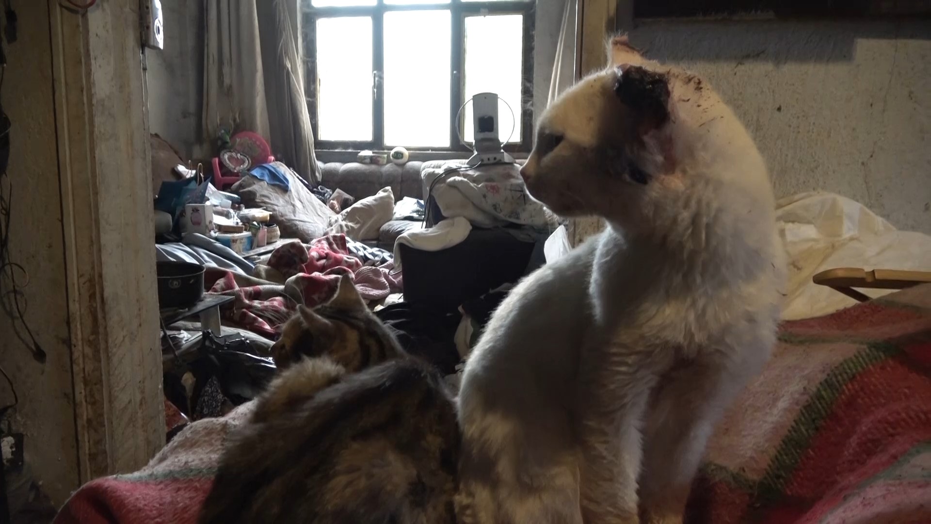 Zabıta Ekipleri Şoke Oldu Tek Başına Yaşayan Adamın Evinden 2 Kamyon Çöp Çıktı (4)