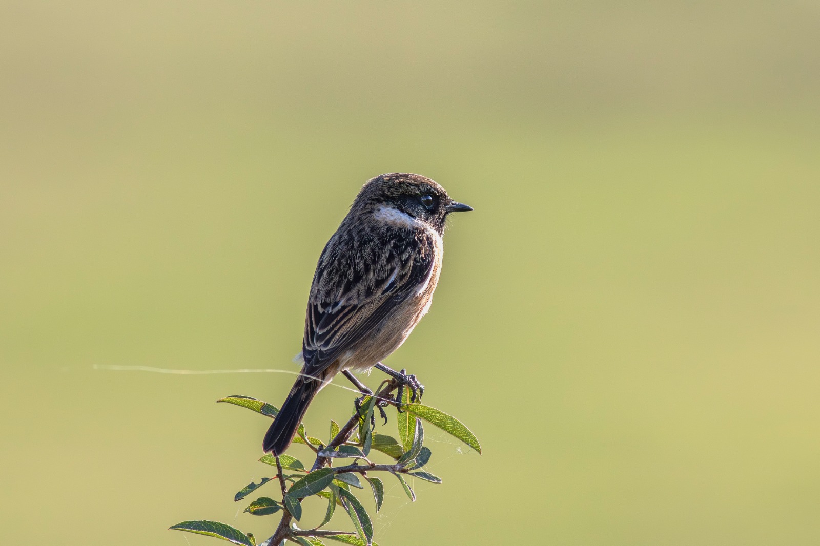 0280394A 5Acd 4Fb8 94Ba 1A37C46Ec19F